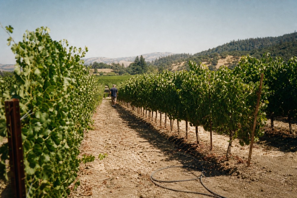 Sunlit rows of vineyards in Dry Creek Valley near Healdsburg, no text, no logos, no people