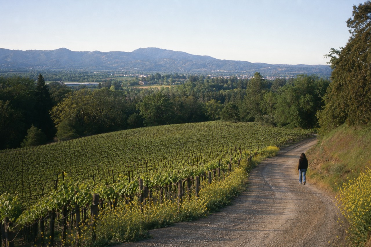 Vineyard-covered hillsides around Healdsburg under a clear sky, no text, no logos, no people