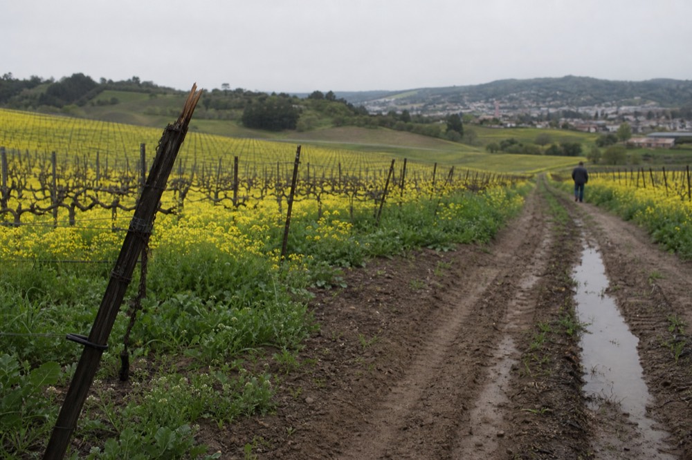 Vineyard rows and low hills near a small wine country town, no text, no logos, no people