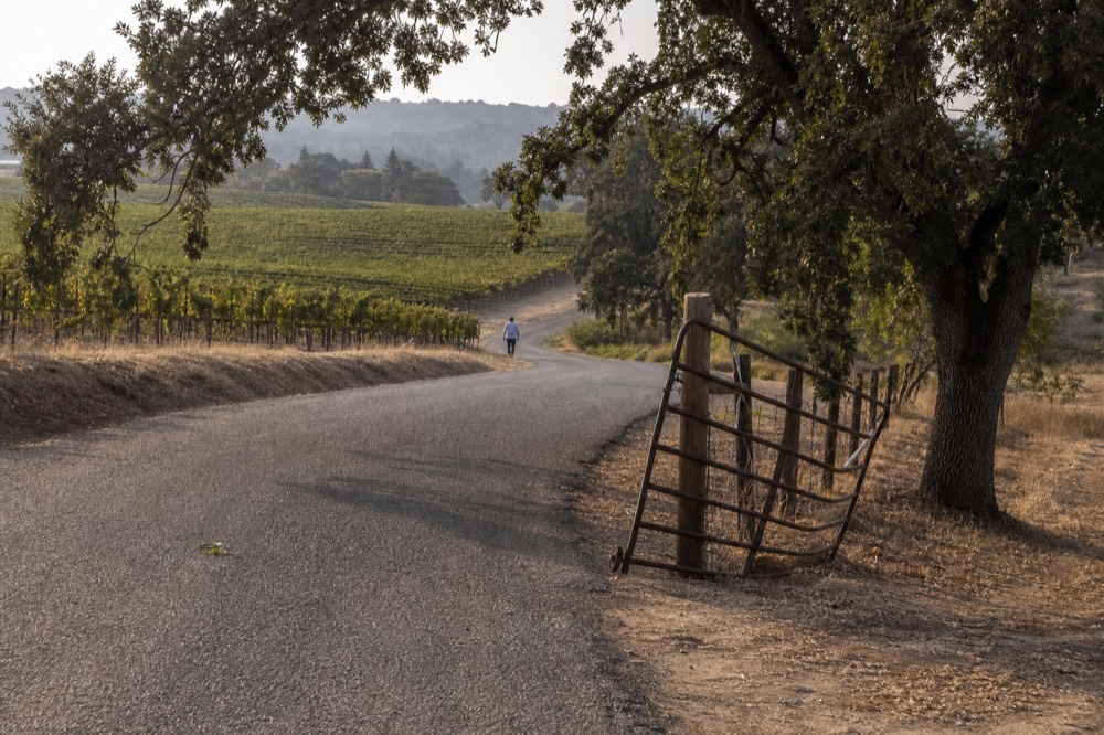 A quiet wine country road bordered by vineyards and oak trees, no text, no logos, no people