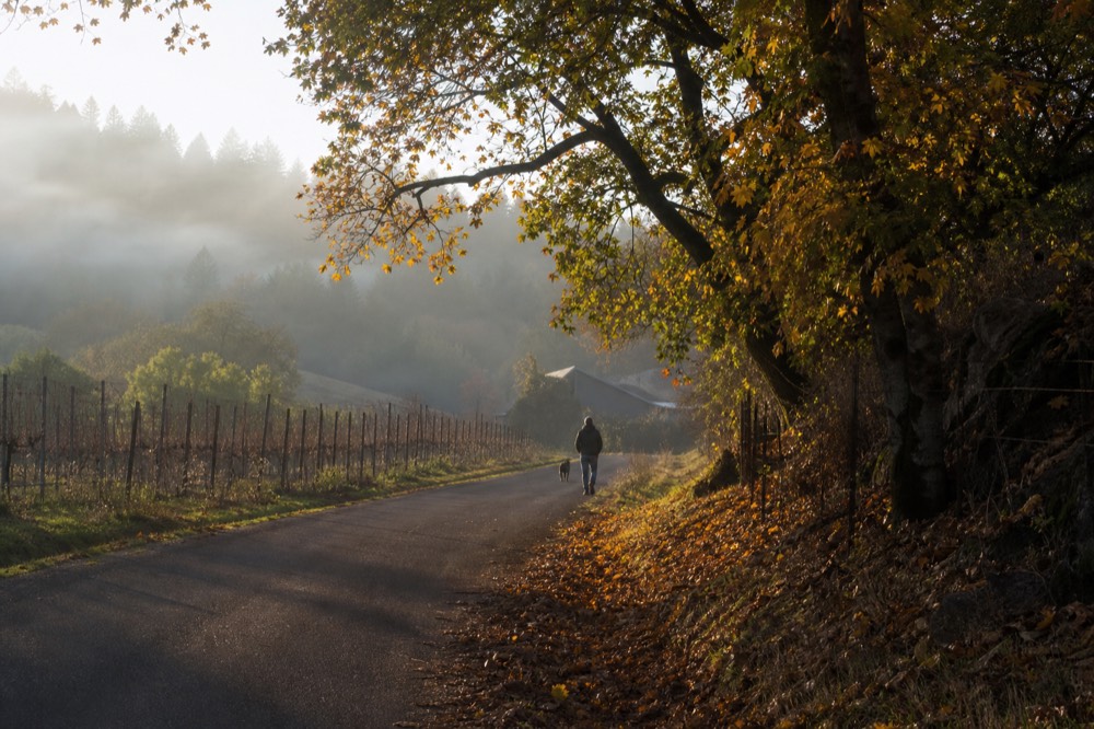 A quiet Glen Ellen country lane with oak trees and a small winery sign in the distance, no text, no logos, no people
