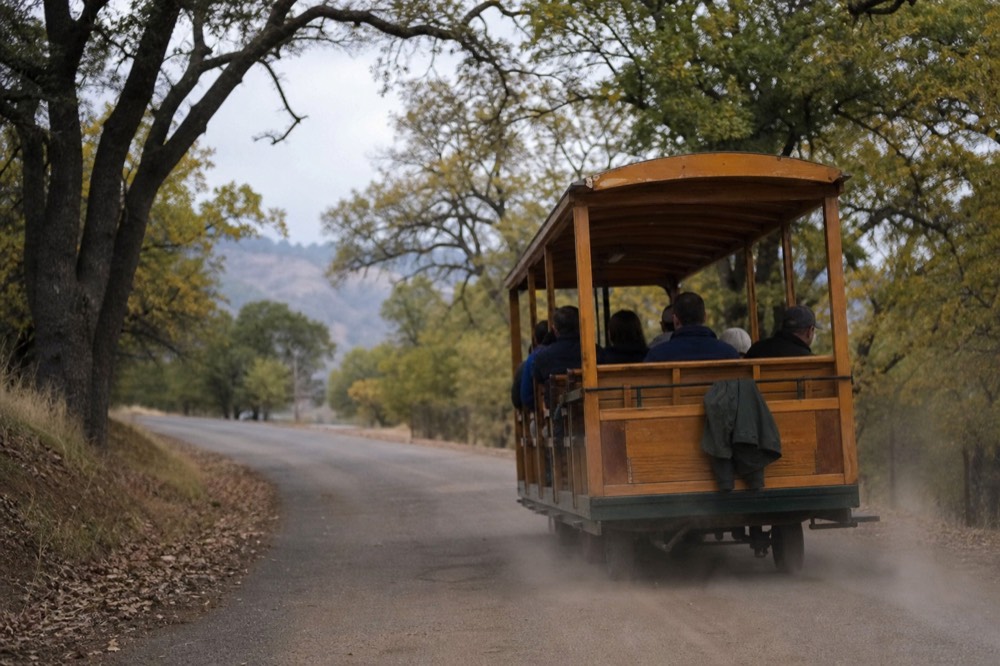Open-air wooden trolley car traveling a tree-lined Sonoma Valley road, no text, no logos, no people