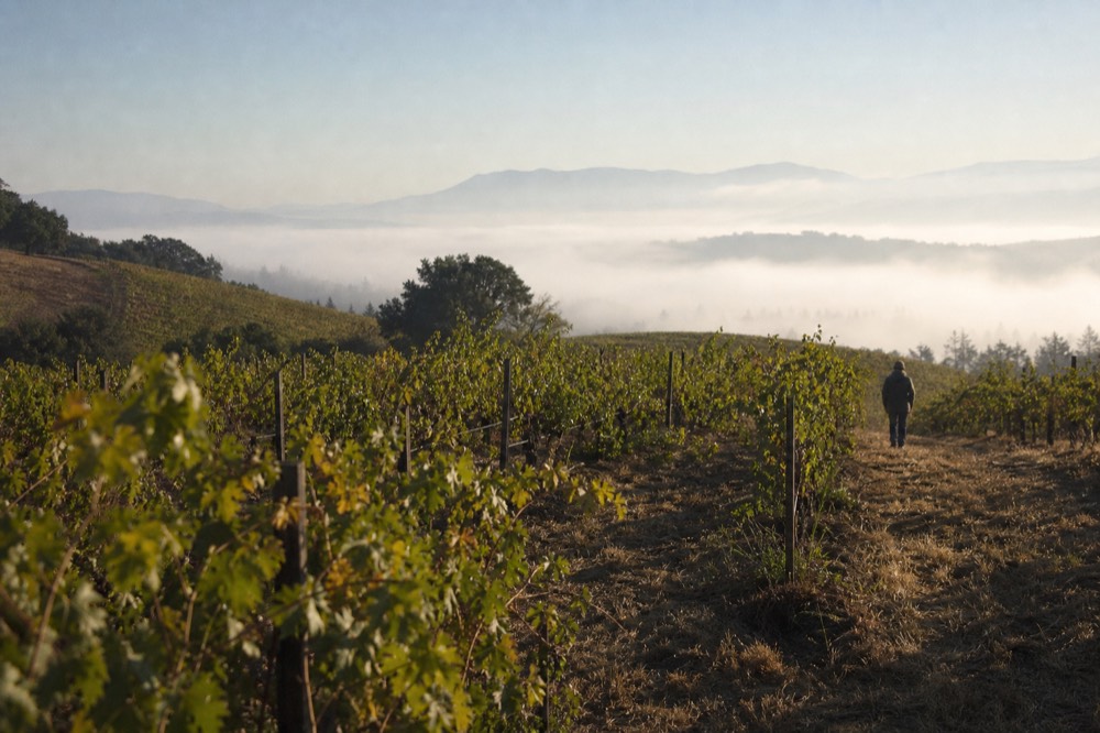Sunlit rows of Pinot Noir vines on a Russian River Valley hillside, no text, no logos, no people
