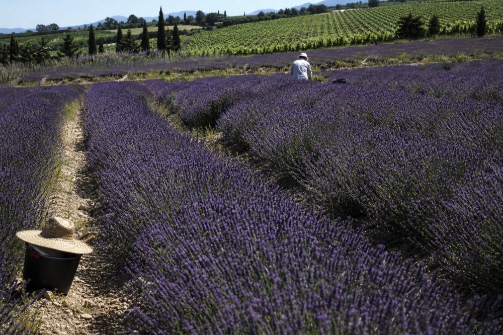 Lavender fields in full bloom at Matanzas Creek Winery, no text, no logos, no people