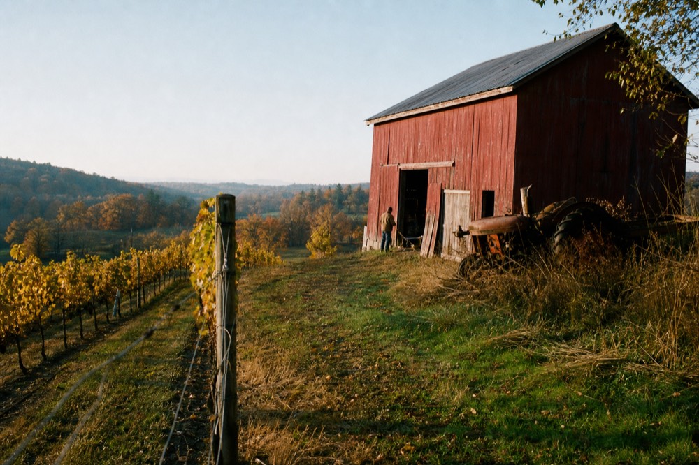Sunlit hillside vineyard block with a rustic barn in the distance, no text, no logos, no people