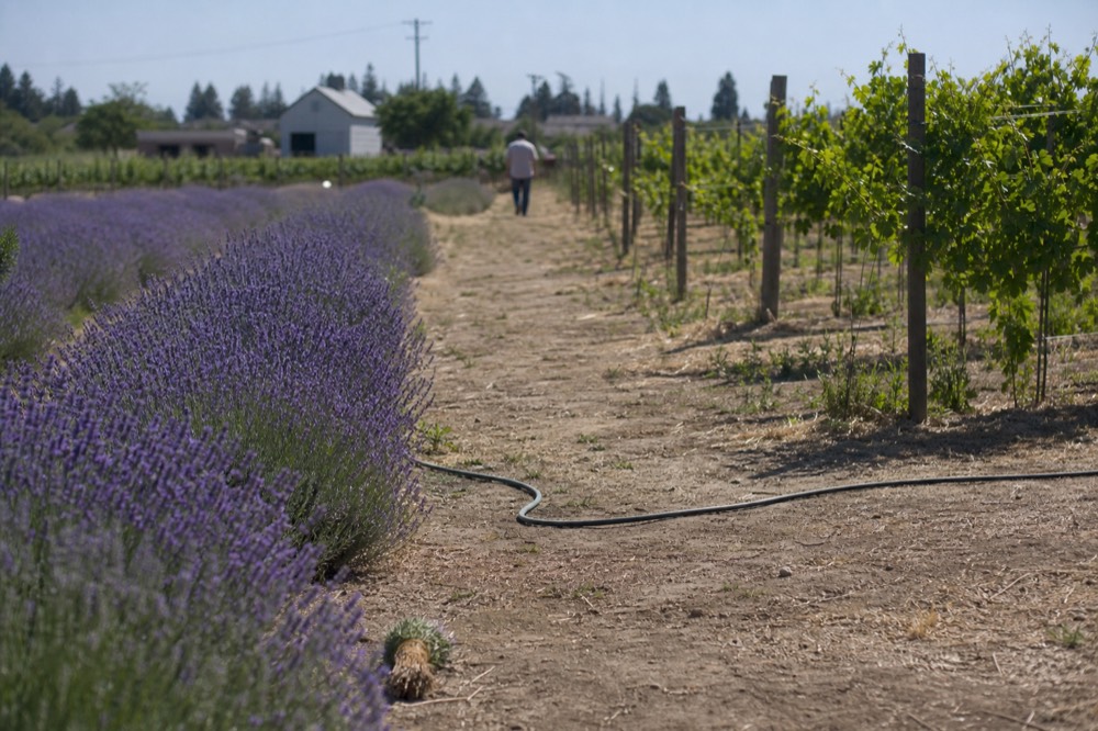 Lavender rows and vineyard at a winery near Santa Rosa, no text, no logos, no people