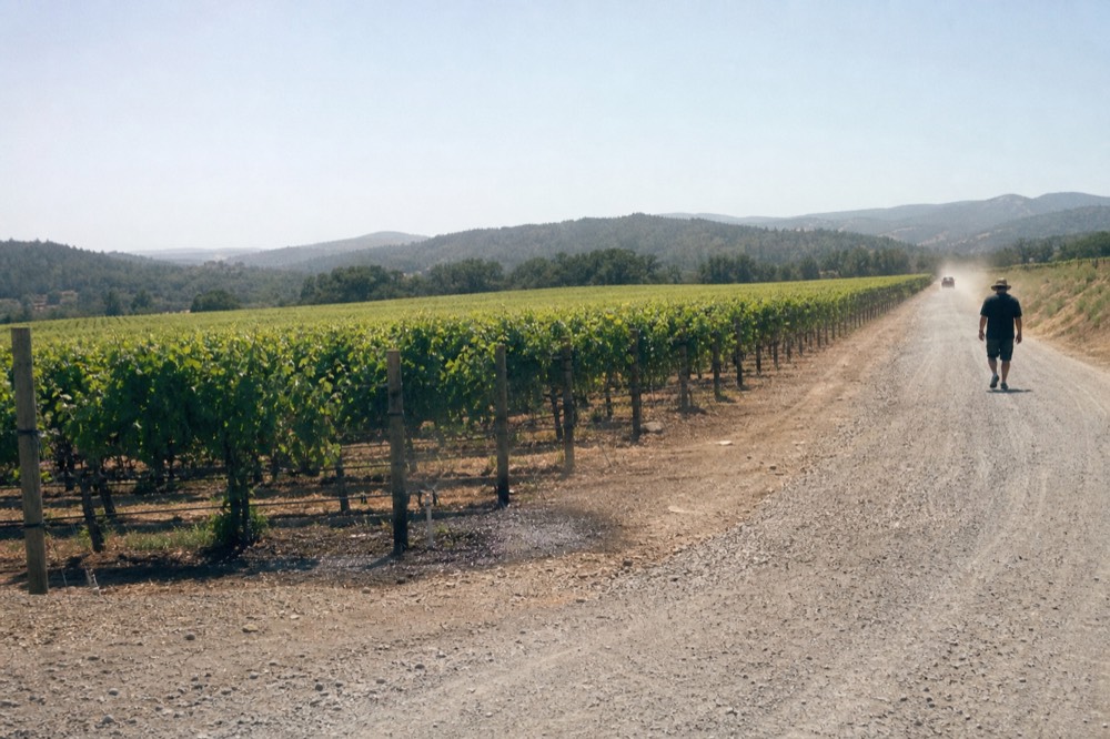 Vineyard rows stretching toward distant hills on a clear afternoon, no text, no logos, no people.