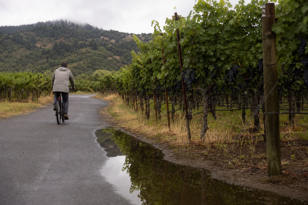 E-bike on a paved bike path through Sonoma Valley vineyards, no text, no logos, no people