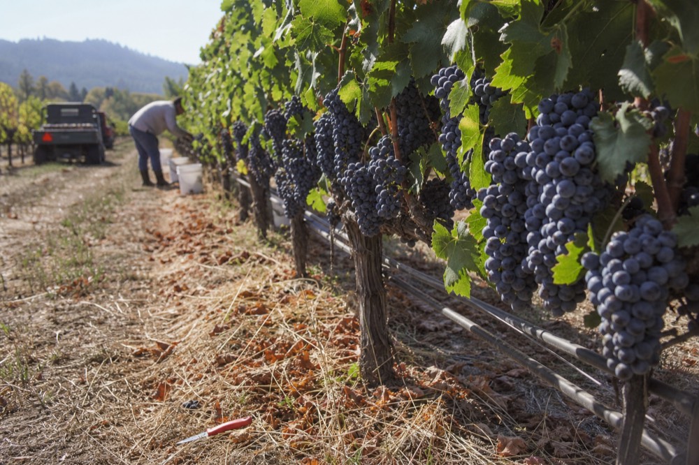 Grape clusters on the vine during harvest, no text, no logos, no people