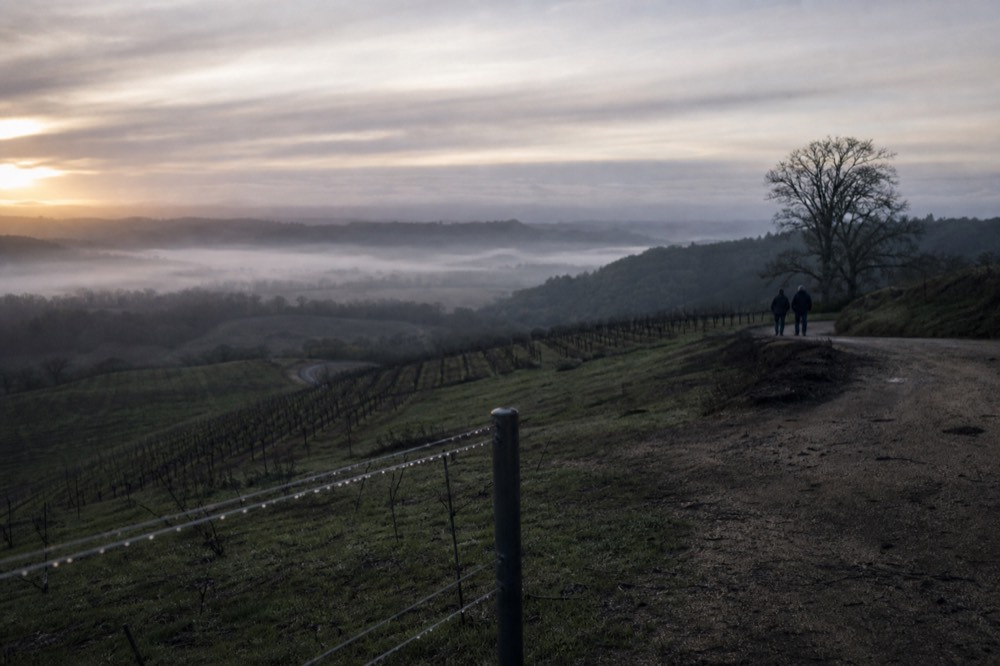 Vineyard view from a hilltop with fog in the distance, no text, no logos, no people