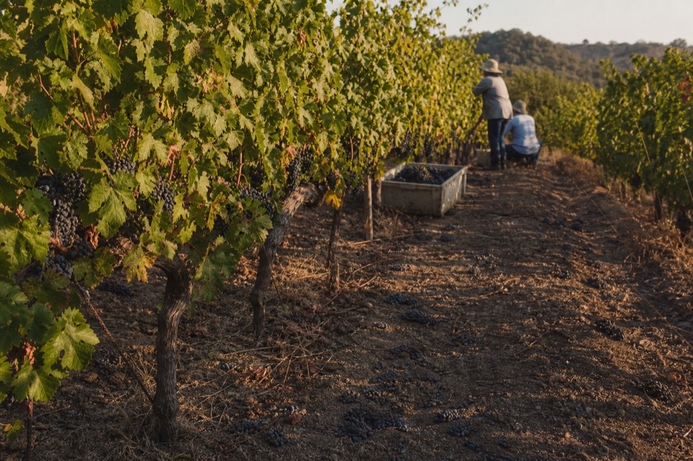 Sunlit grapevines on a Sonoma hillside near harvest time, no text, no logos, no people