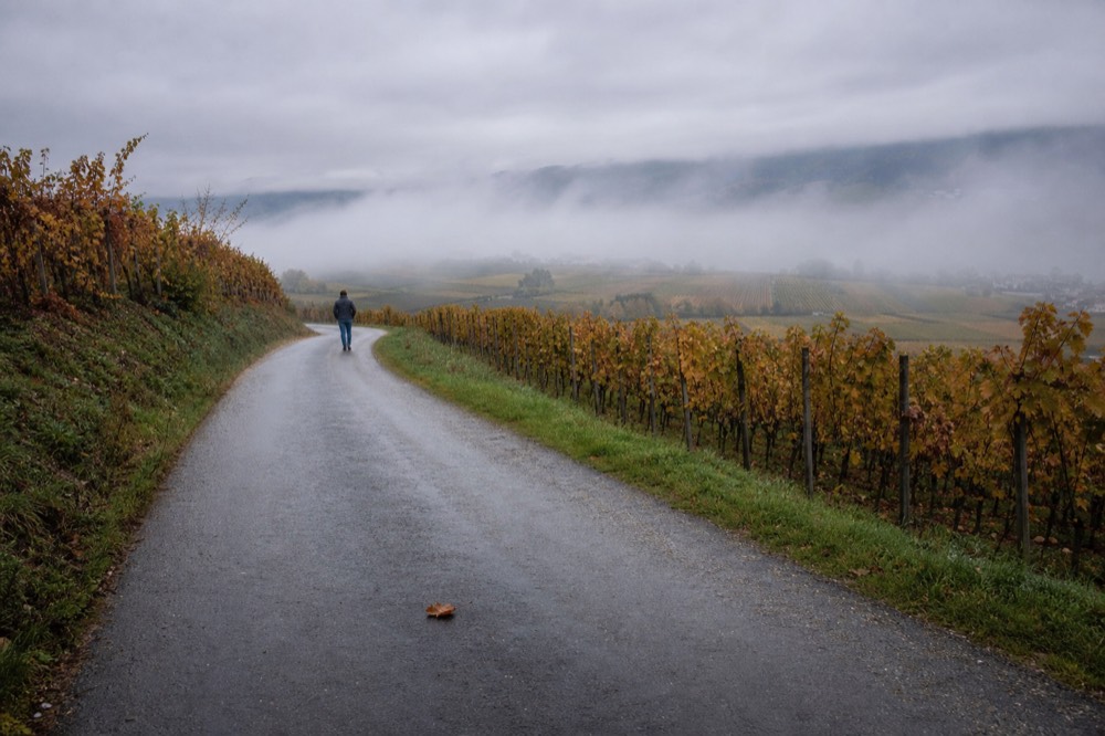A quiet two-lane road winding between vineyards in Sonoma County, no text, no logos, no people