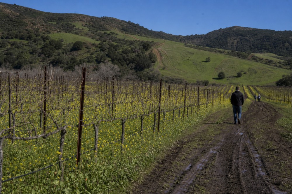 Clear blue sky over green Sonoma vineyard rows in winter, no text, no logos, no people