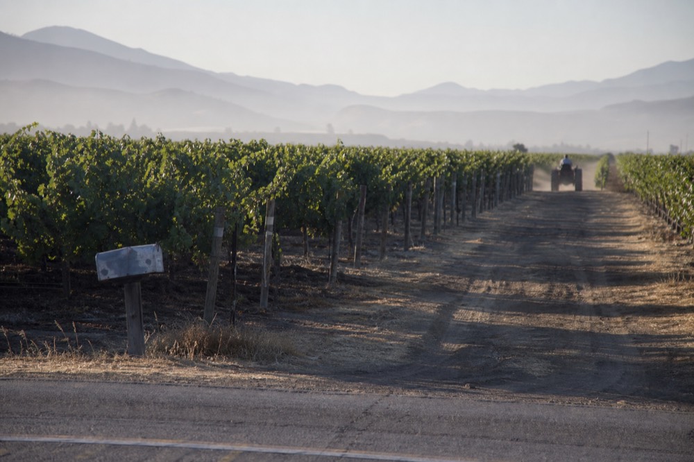 Vineyard rows along a quiet Sonoma Valley road in morning light, no text, no logos, no people
