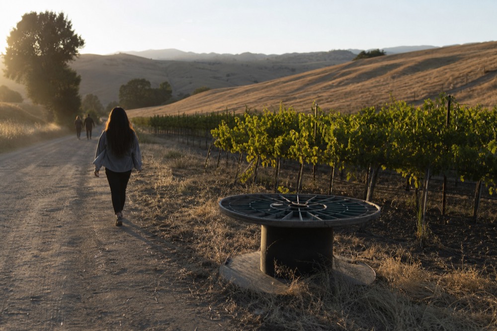 Evening light over vineyard hills in Sonoma Valley, no text, no logos, no people